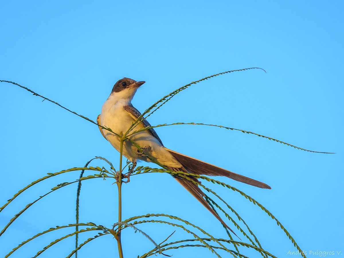 Fork-tailed Flycatcher - ML51370881