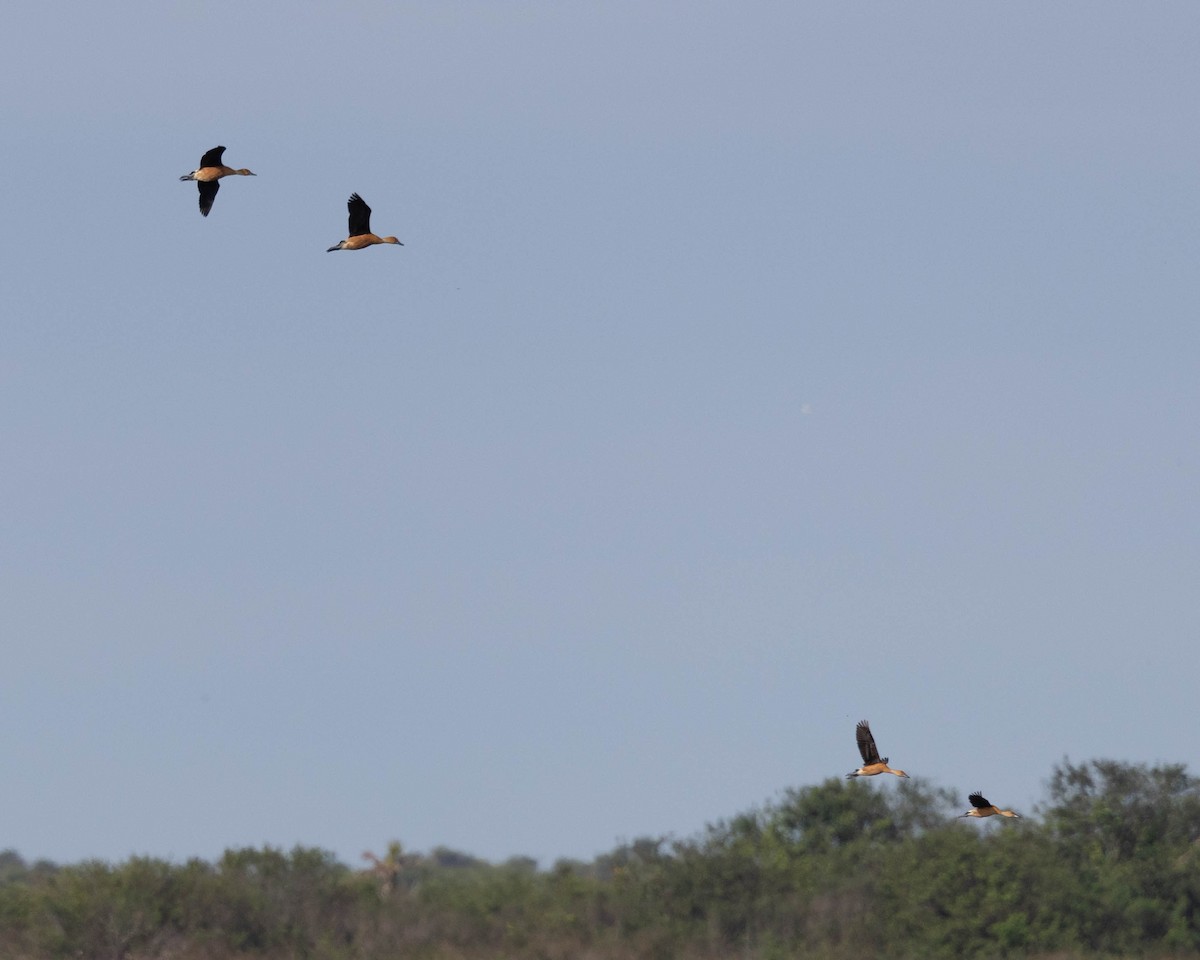 Fulvous Whistling-Duck - Joseph Pescatore