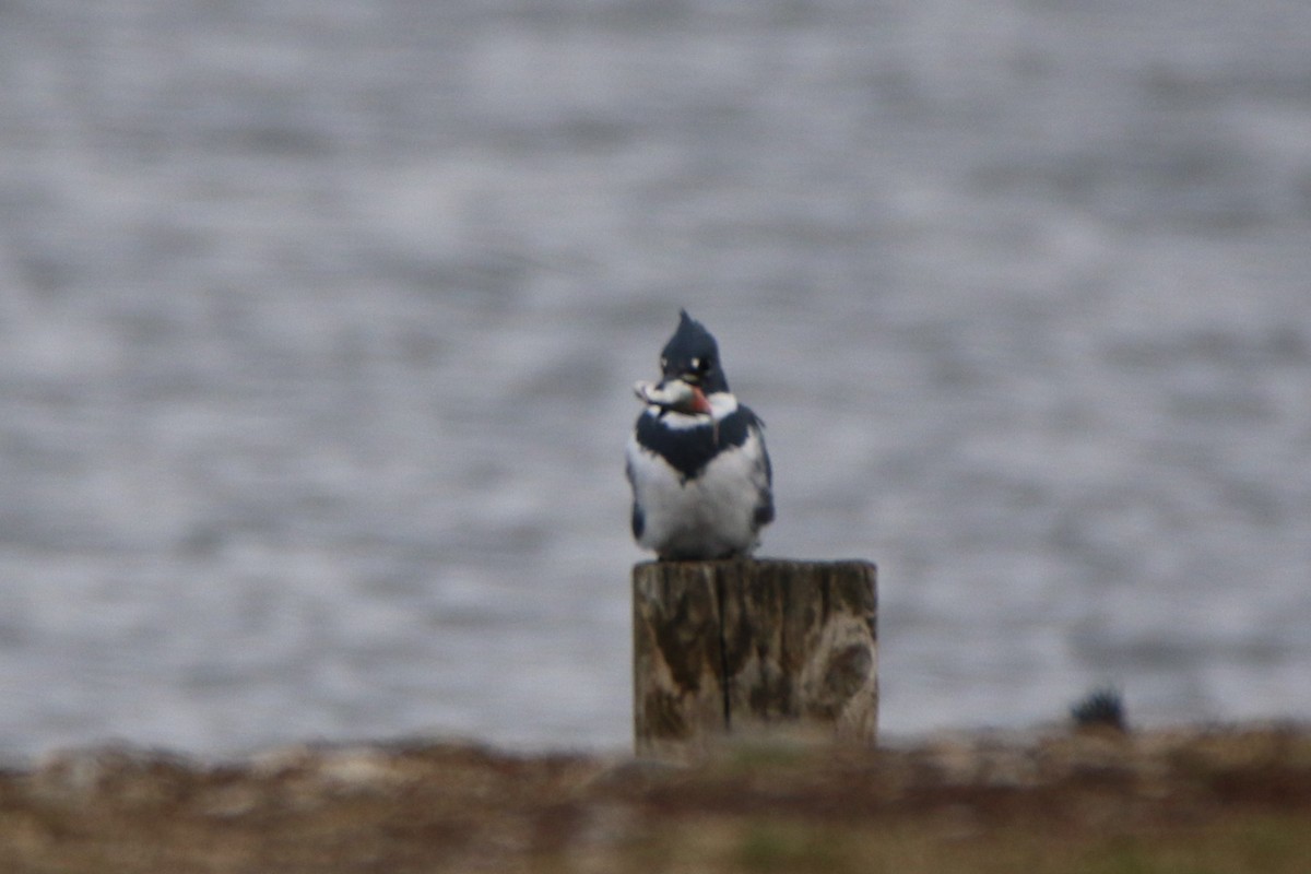 Belted Kingfisher - ML513709551