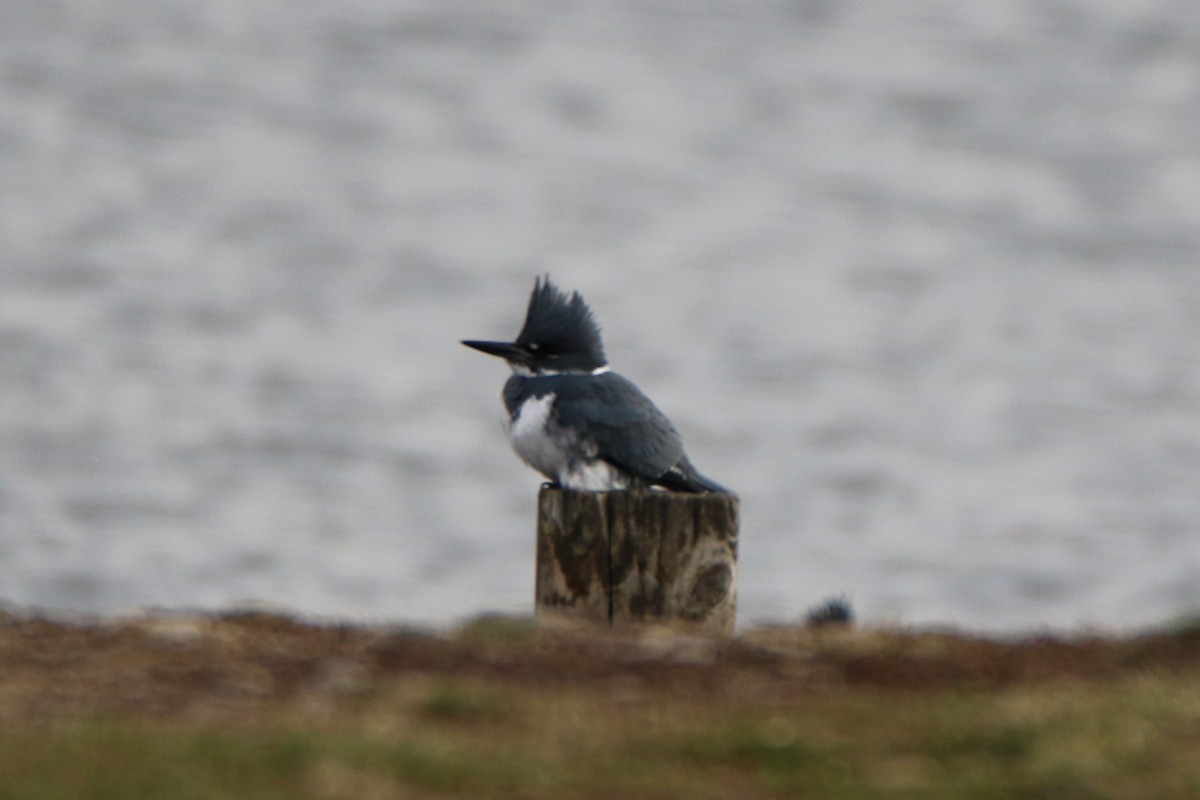 Belted Kingfisher - ML513709561