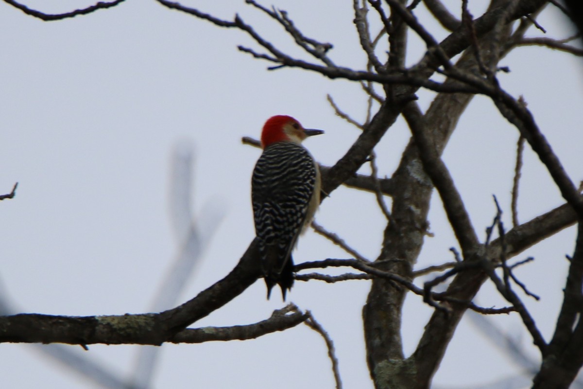Red-bellied Woodpecker - ML513711831