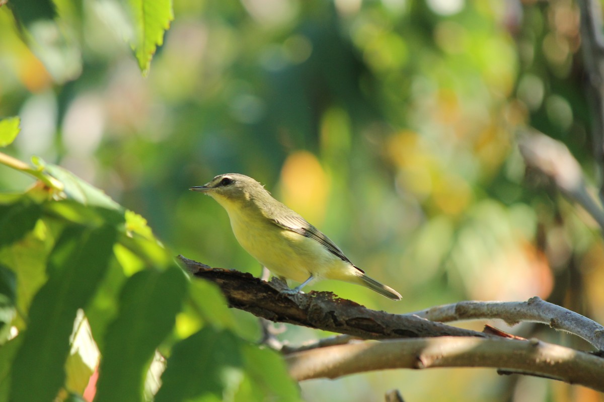 Philadelphia Vireo - ML513712641