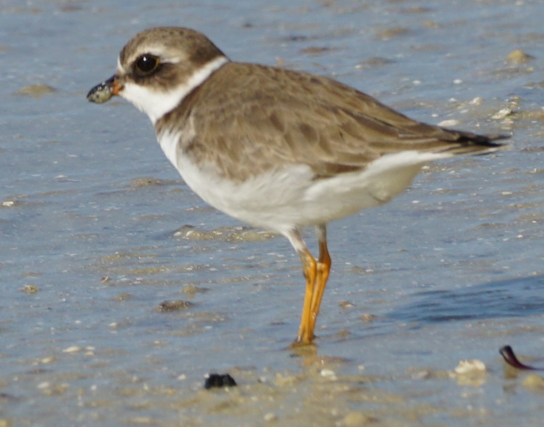 Semipalmated Plover - John McCallister