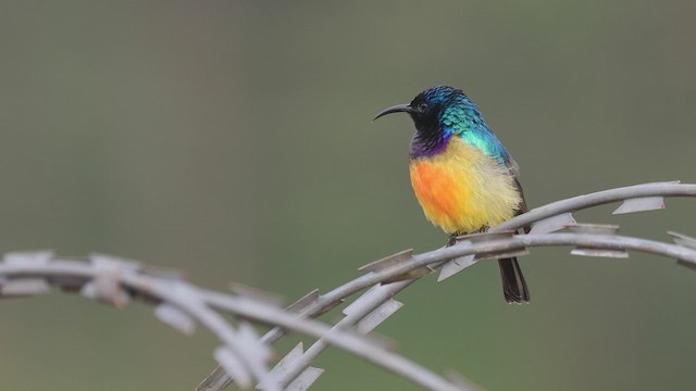 Variable Sunbird - ML513714011