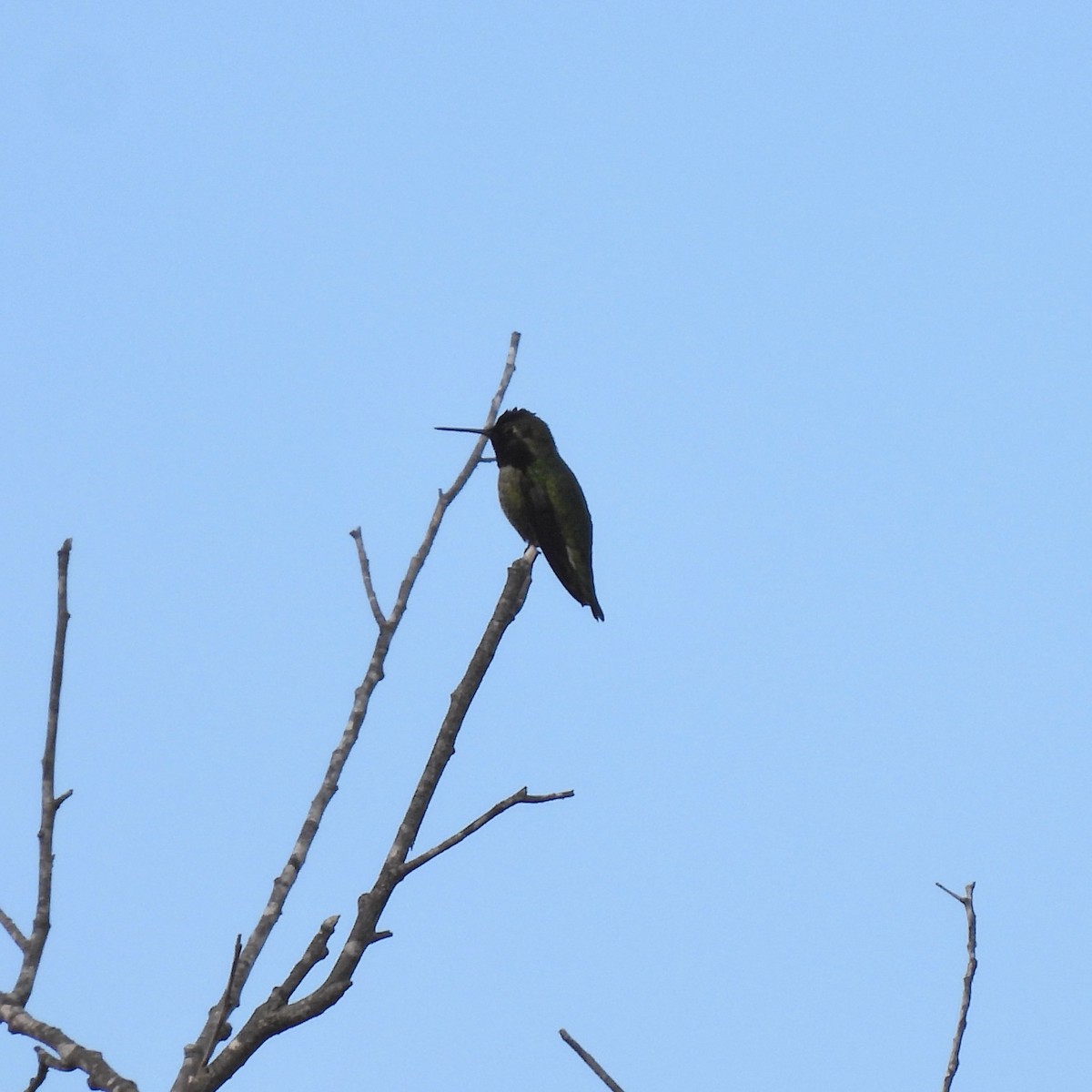 Anna's Hummingbird - Martha Wild