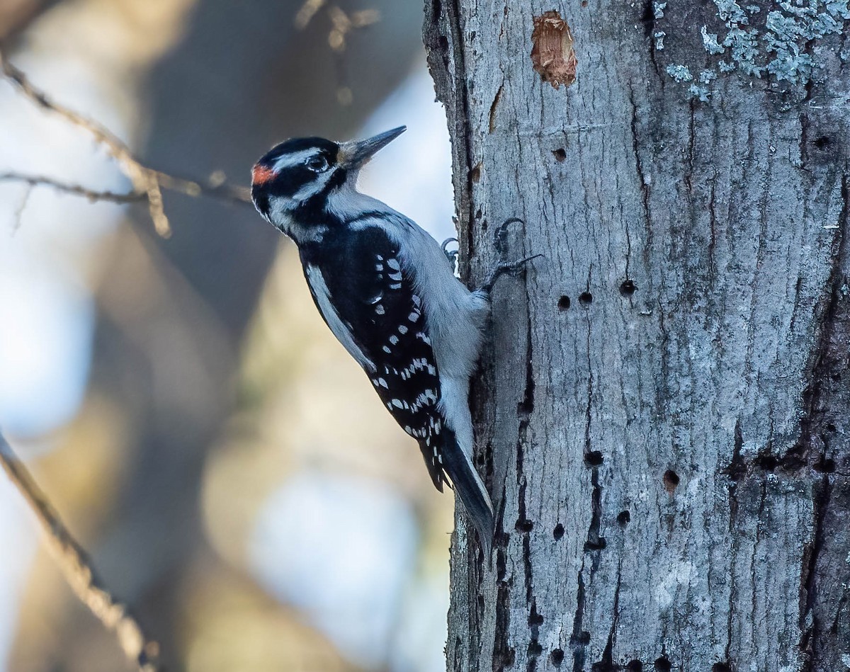 Hairy Woodpecker - ML513715231