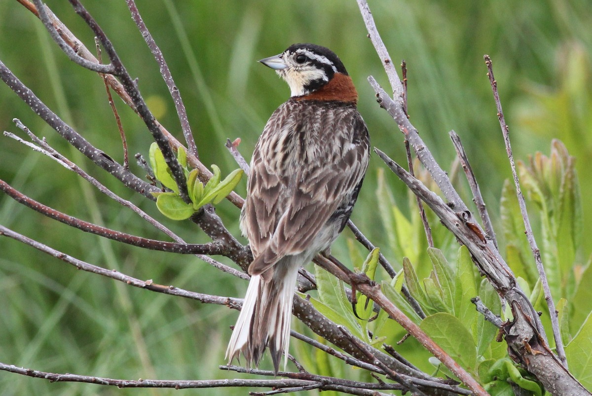 Chestnut-collared Longspur - ML51371581