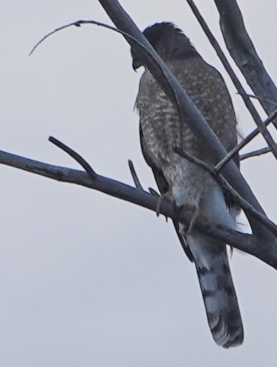 Cooper's Hawk - ML513716291