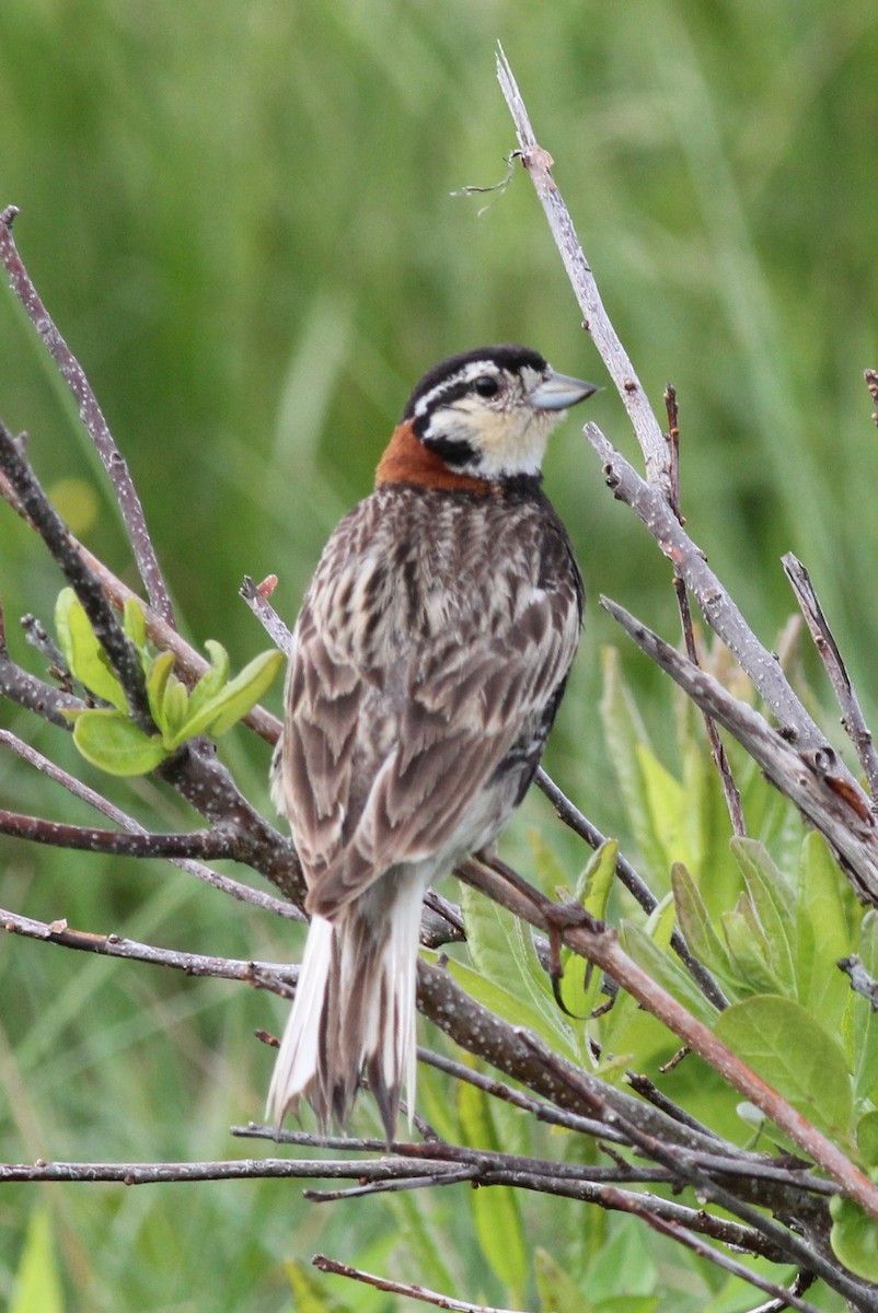 Chestnut-collared Longspur - Margaret Viens