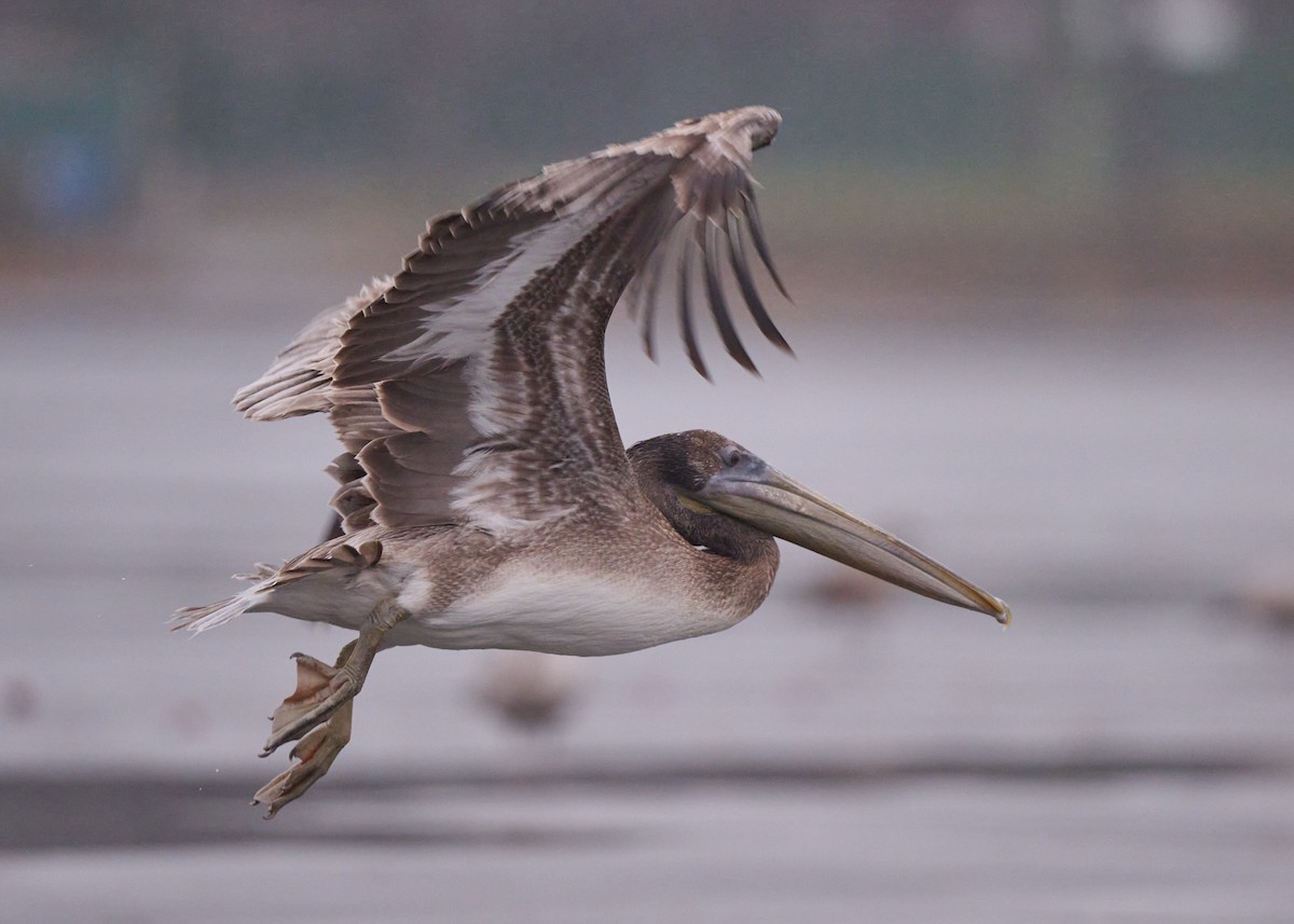 Brown Pelican - ML513717391