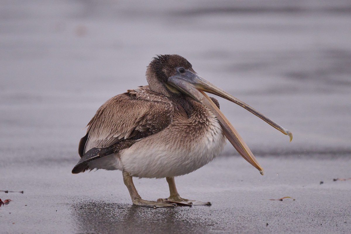 Brown Pelican - ML513717411