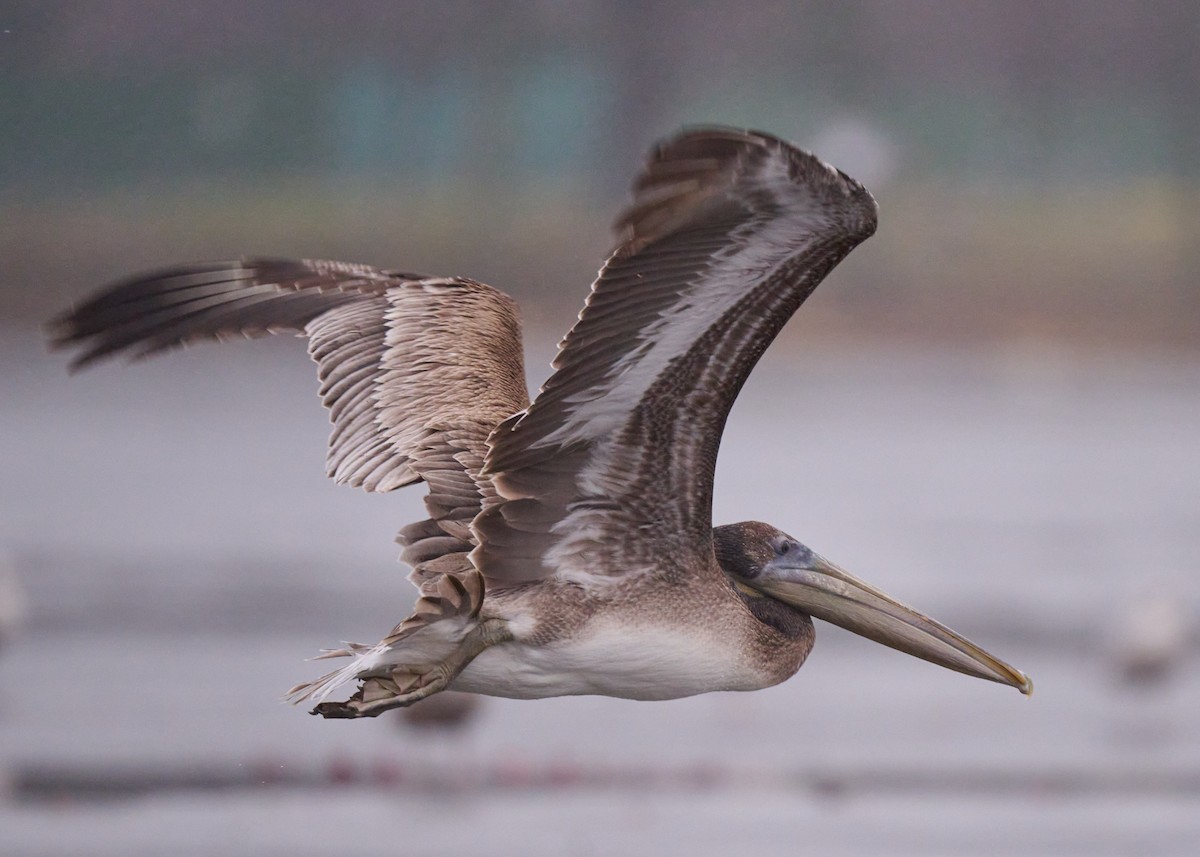 Brown Pelican - ML513717421