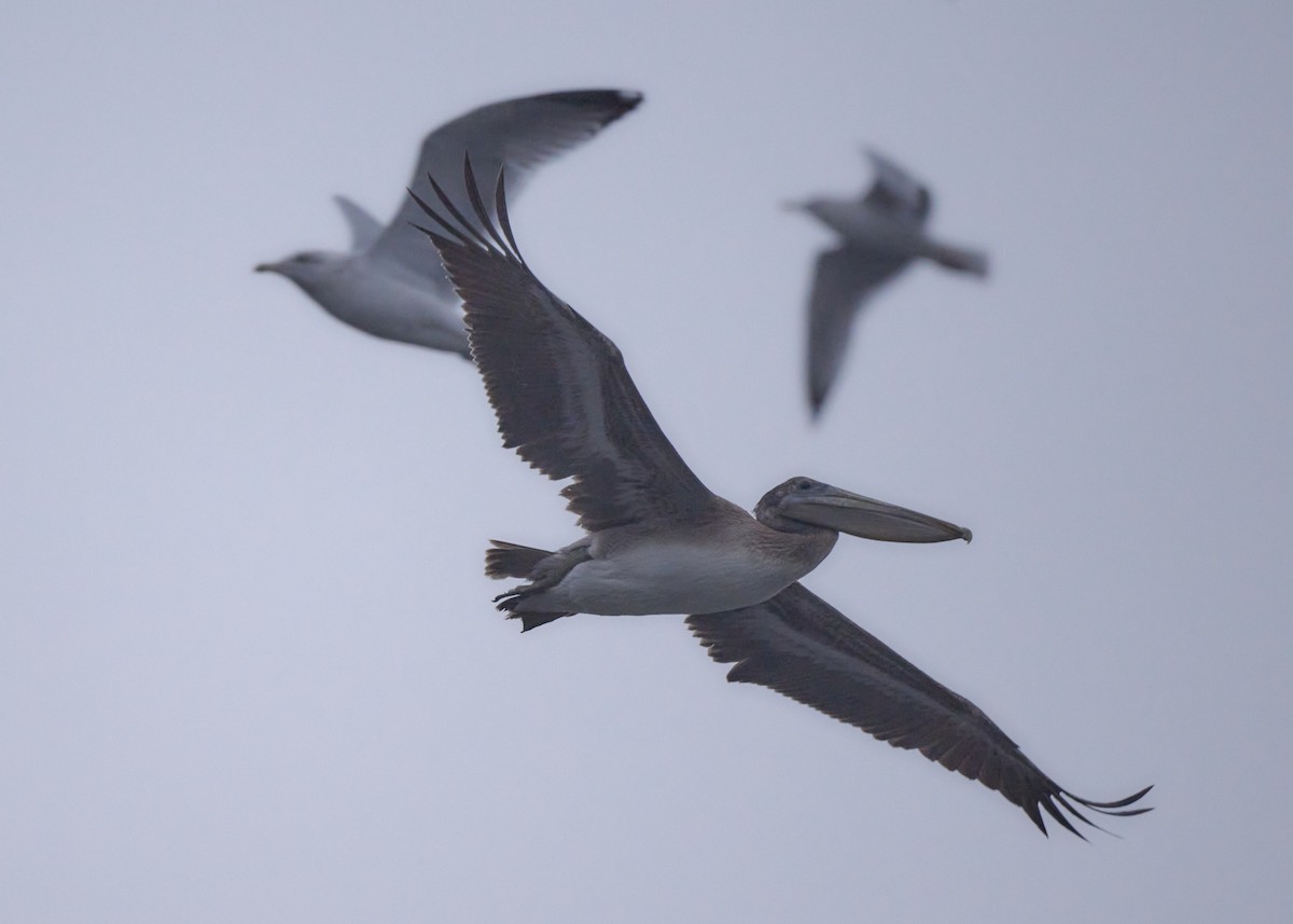 Brown Pelican - patrick horan