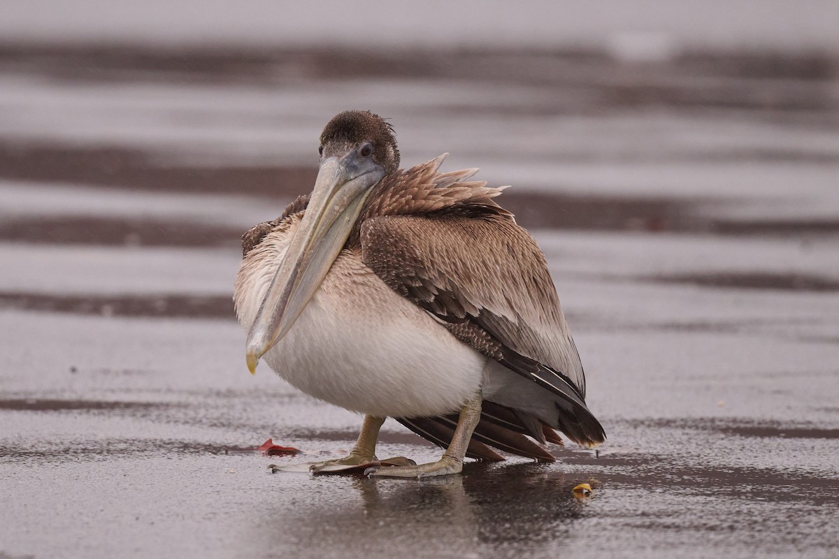 Brown Pelican - ML513717441