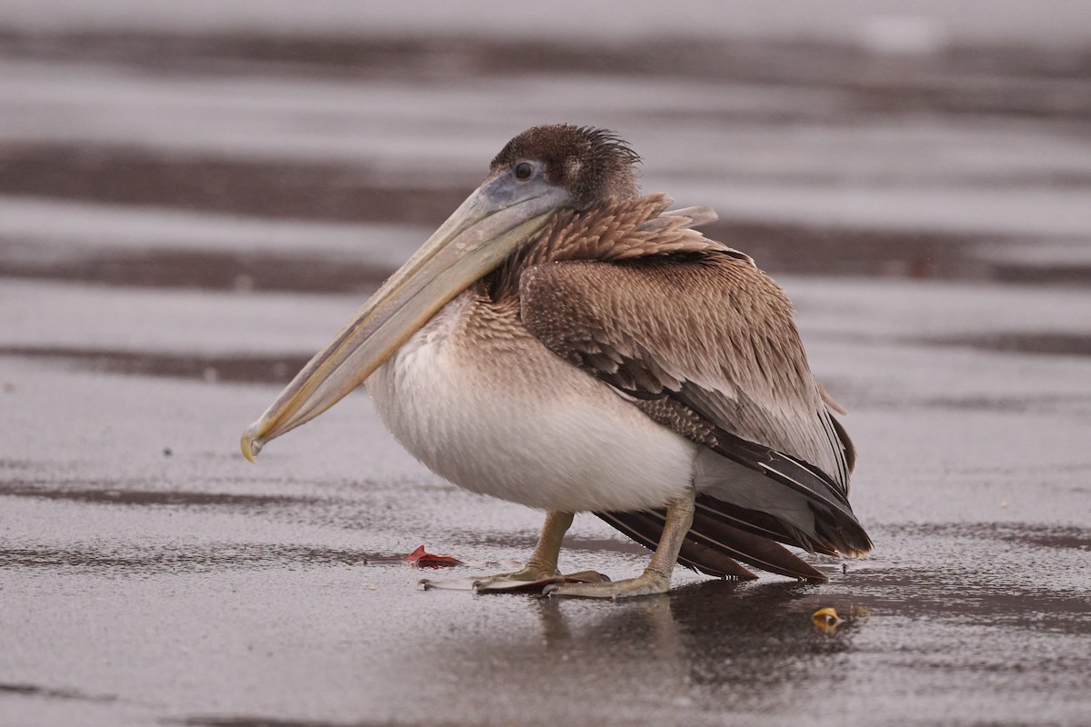 Brown Pelican - ML513717451