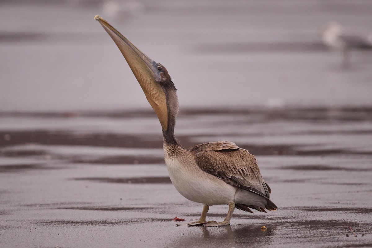 Brown Pelican - ML513717471