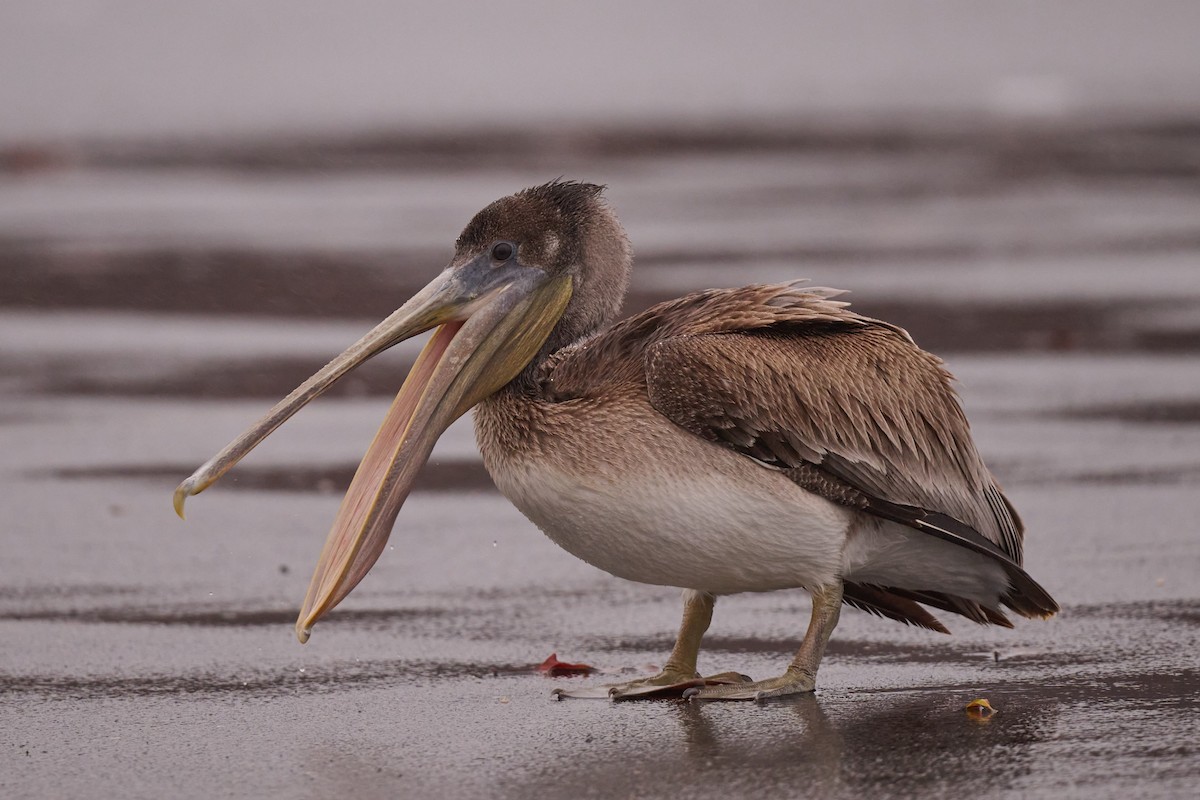 Brown Pelican - ML513717491