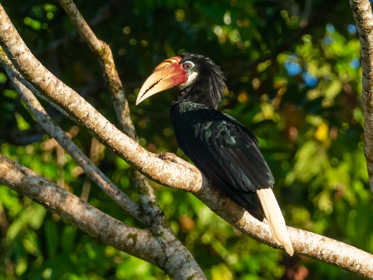 Blyth's Hornbill - ML513717871