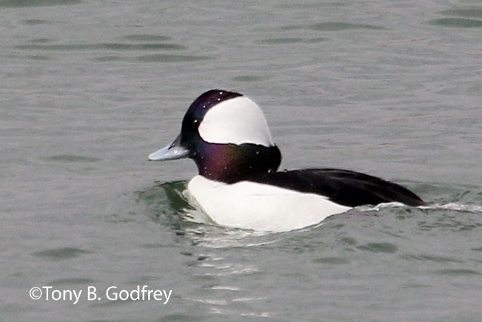 Bufflehead - Tony Godfrey