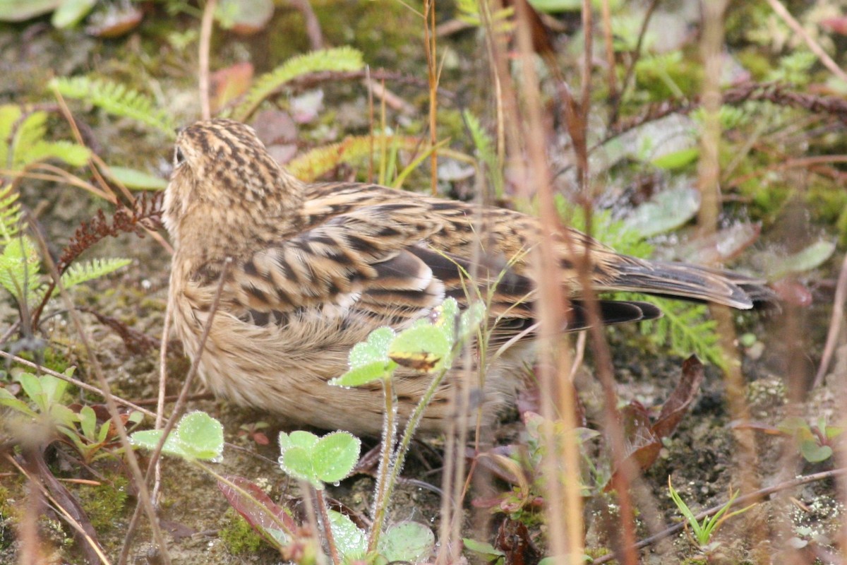 Smith's Longspur - ML51372341