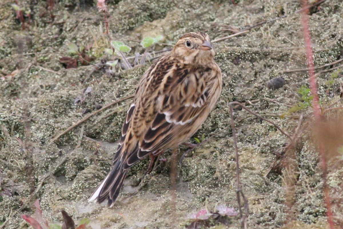 Smith's Longspur - ML51372361