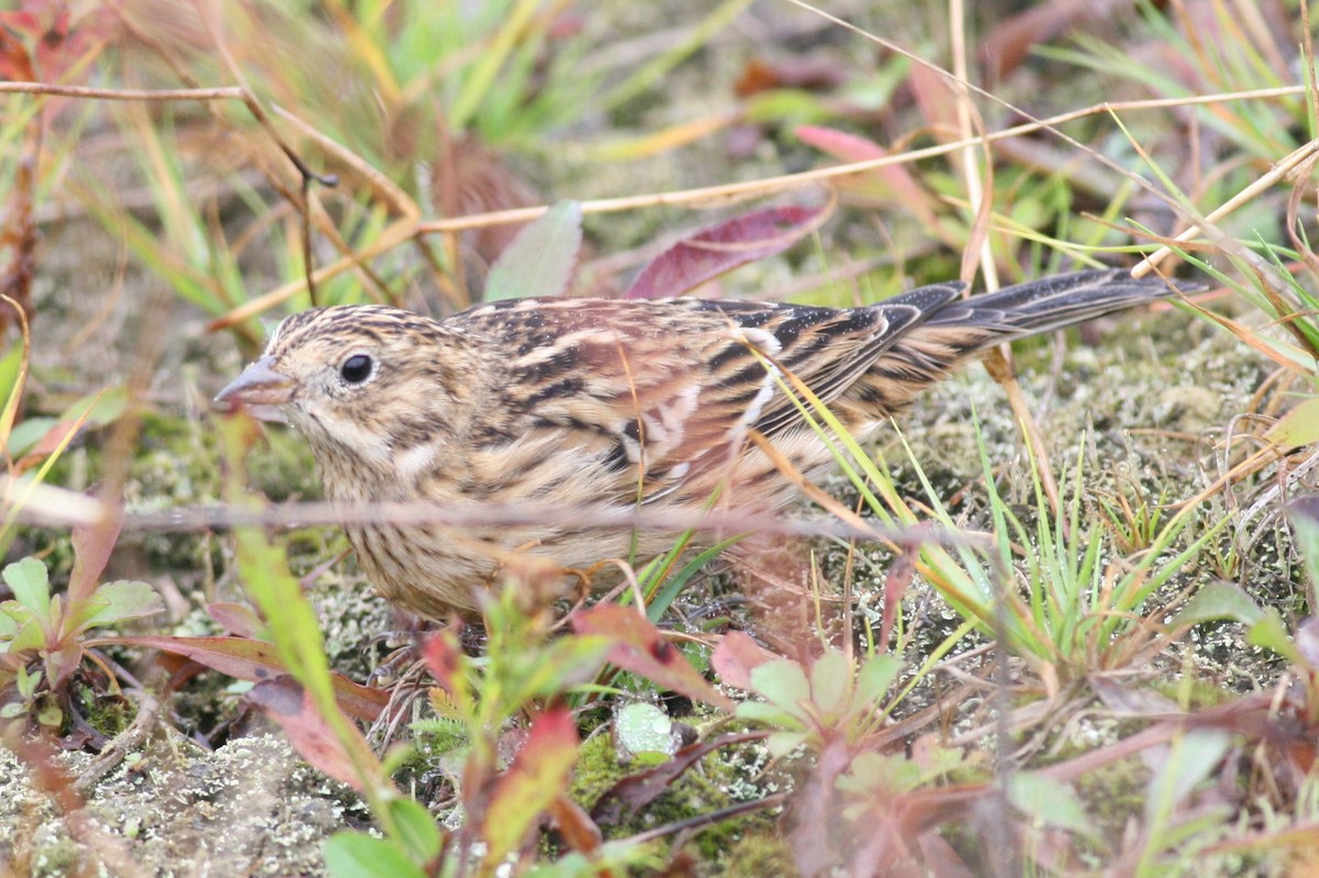 Smith's Longspur - ML51372381