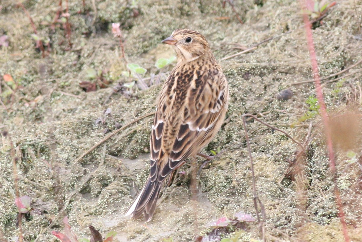 Smith's Longspur - ML51372391