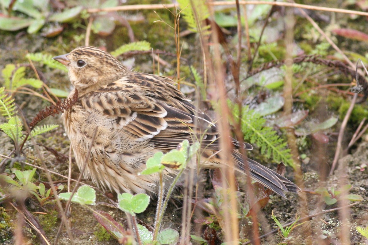 Smith's Longspur - ML51372401