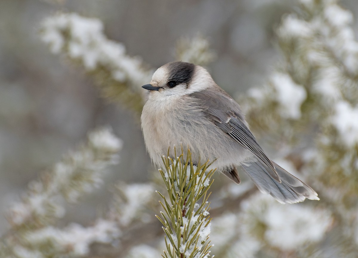 Canada Jay - ML513724661