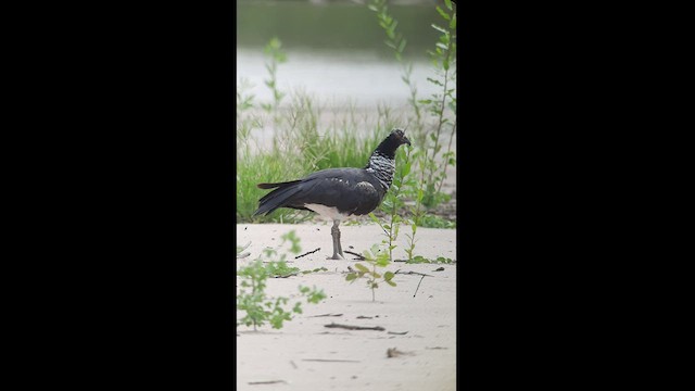 Horned Screamer - ML513724941