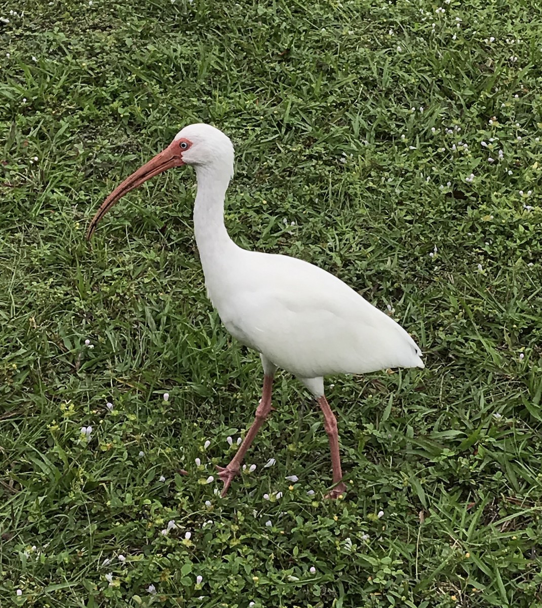 White Ibis - ML513725161