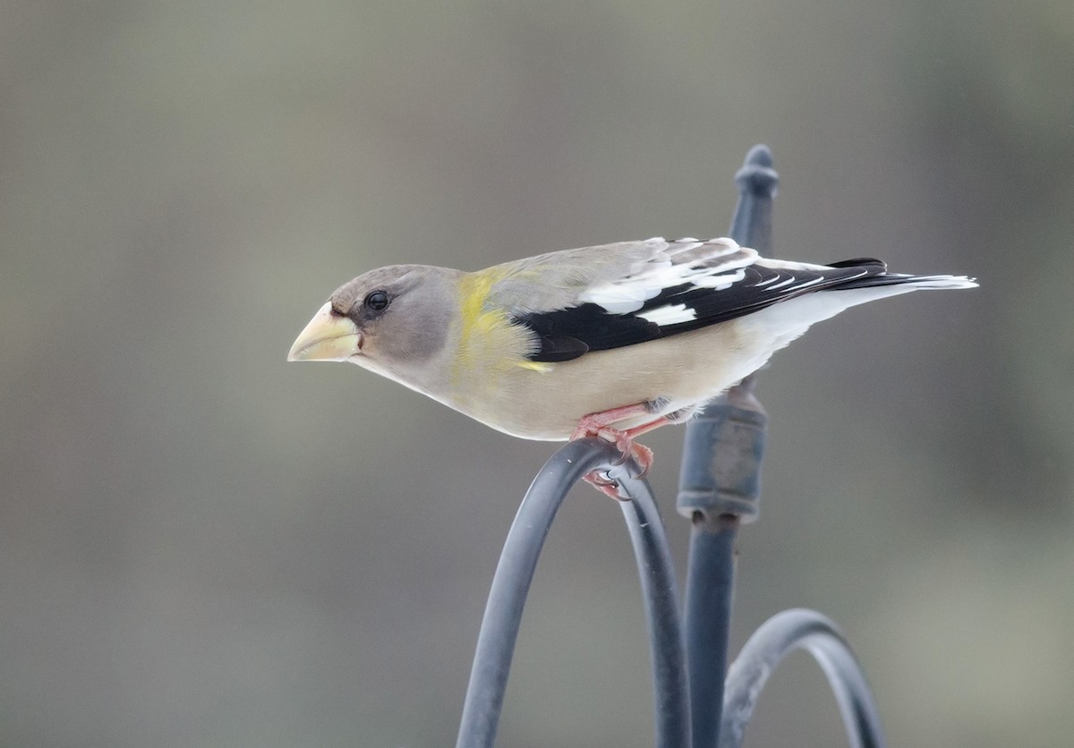 Evening Grosbeak - Alix d'Entremont
