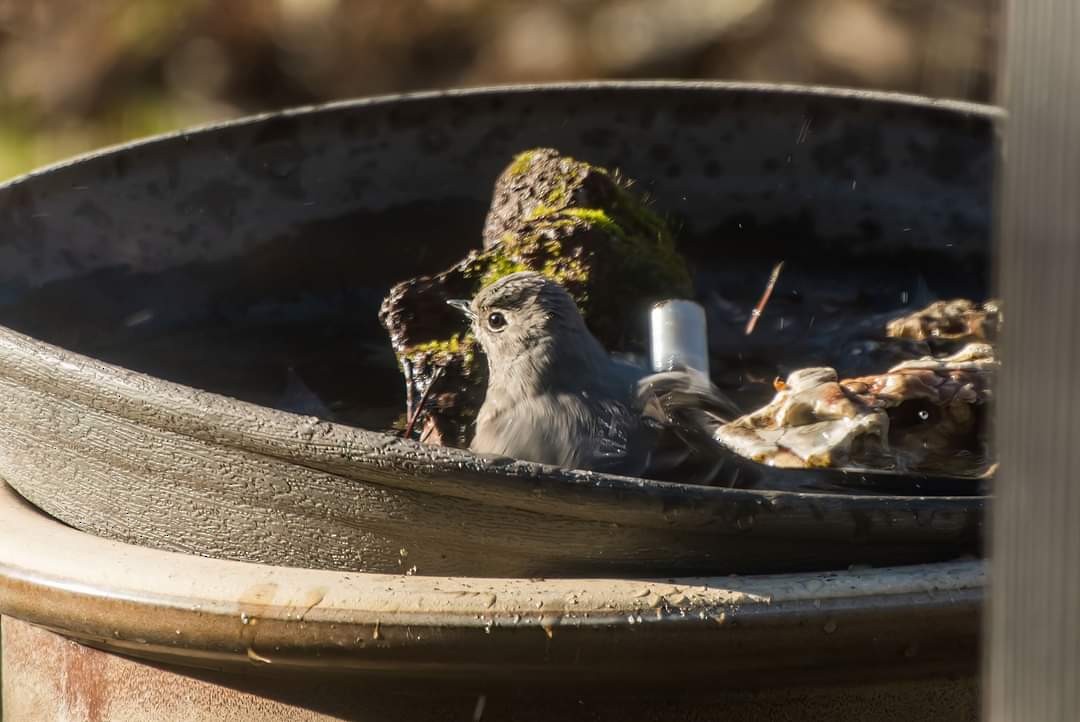 Townsend's Solitaire - ML513725951