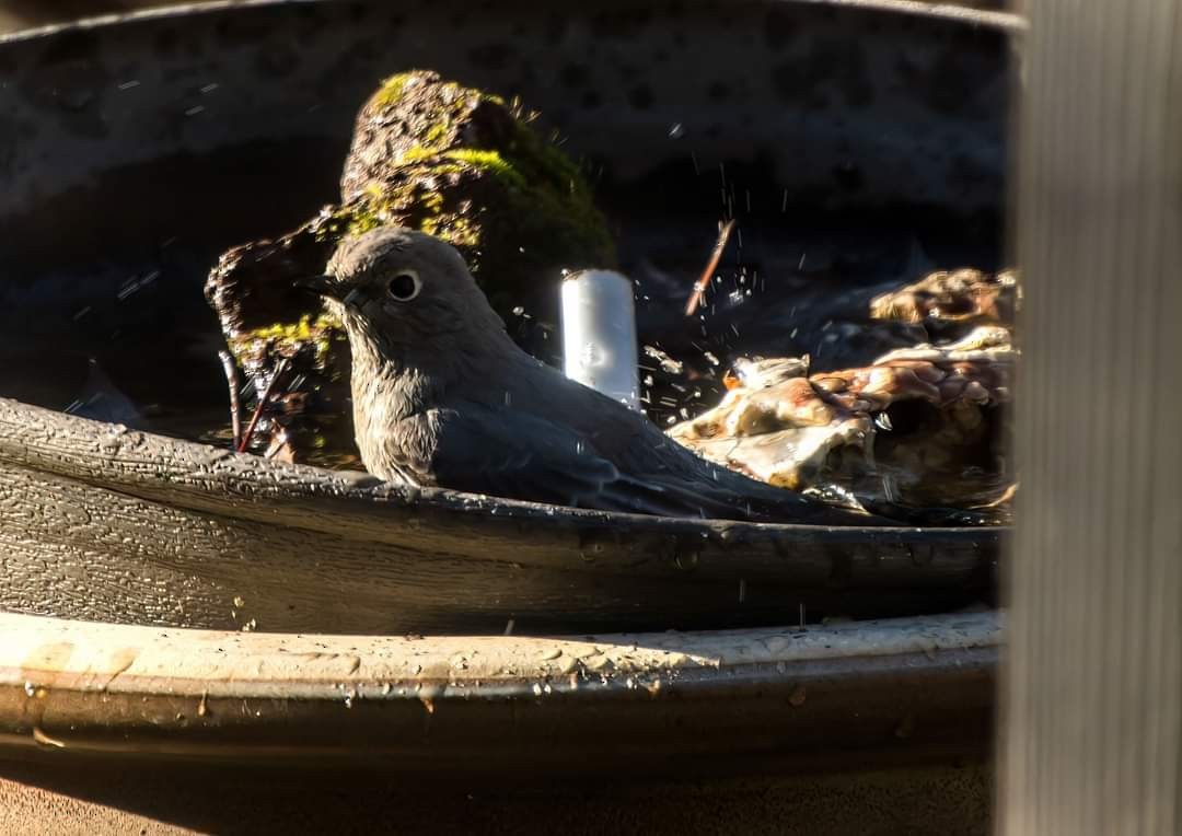 Townsend's Solitaire - ML513726141