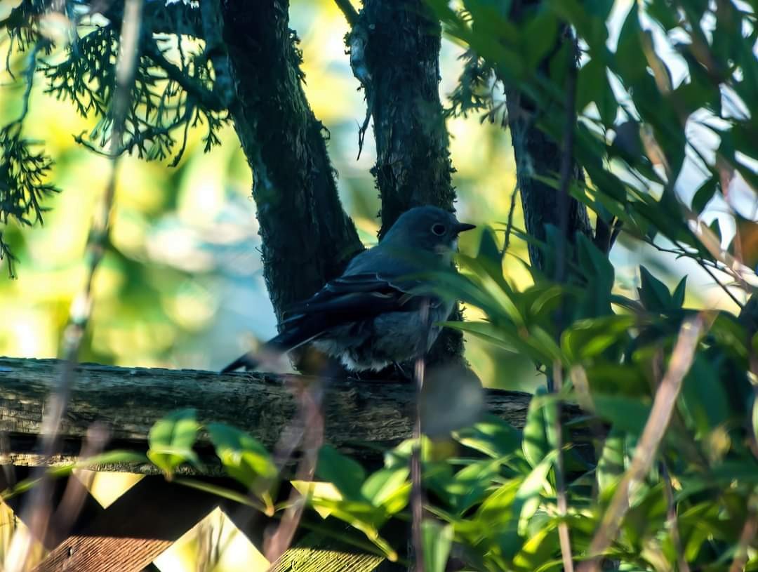 Townsend's Solitaire - ML513726151