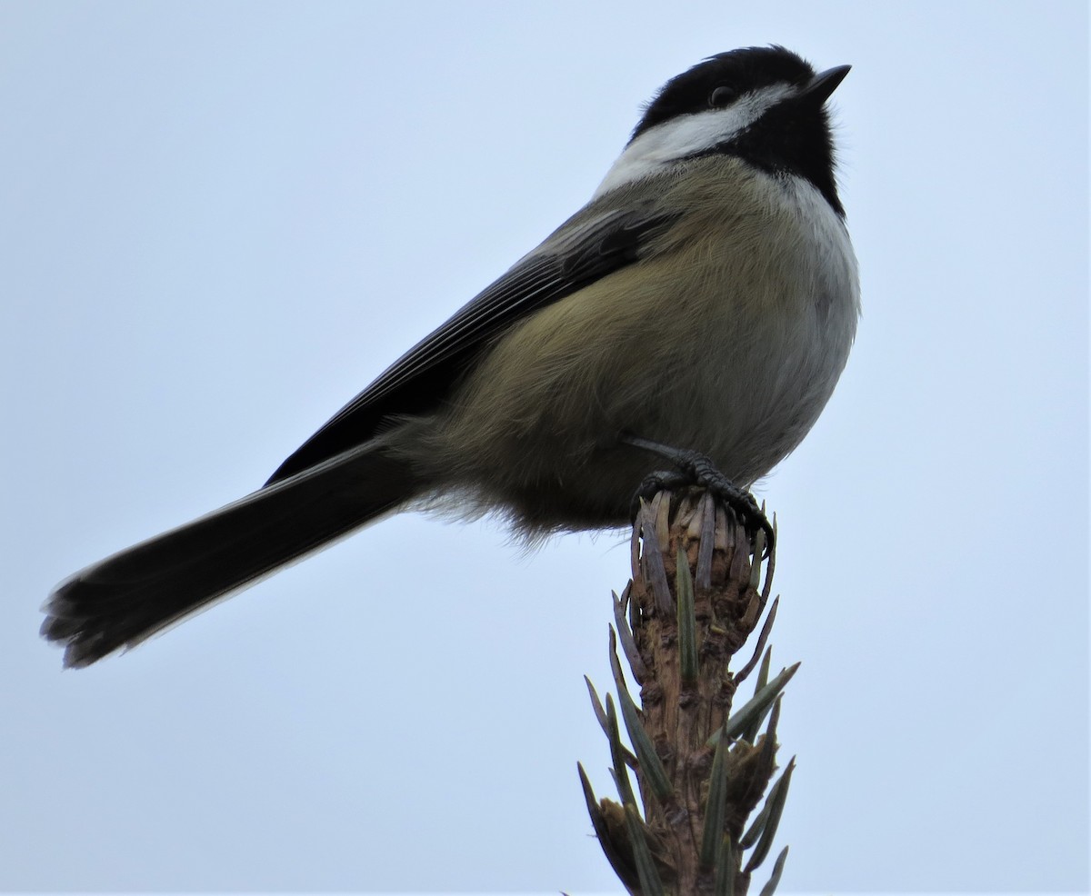 Mésange à tête noire - ML513726301