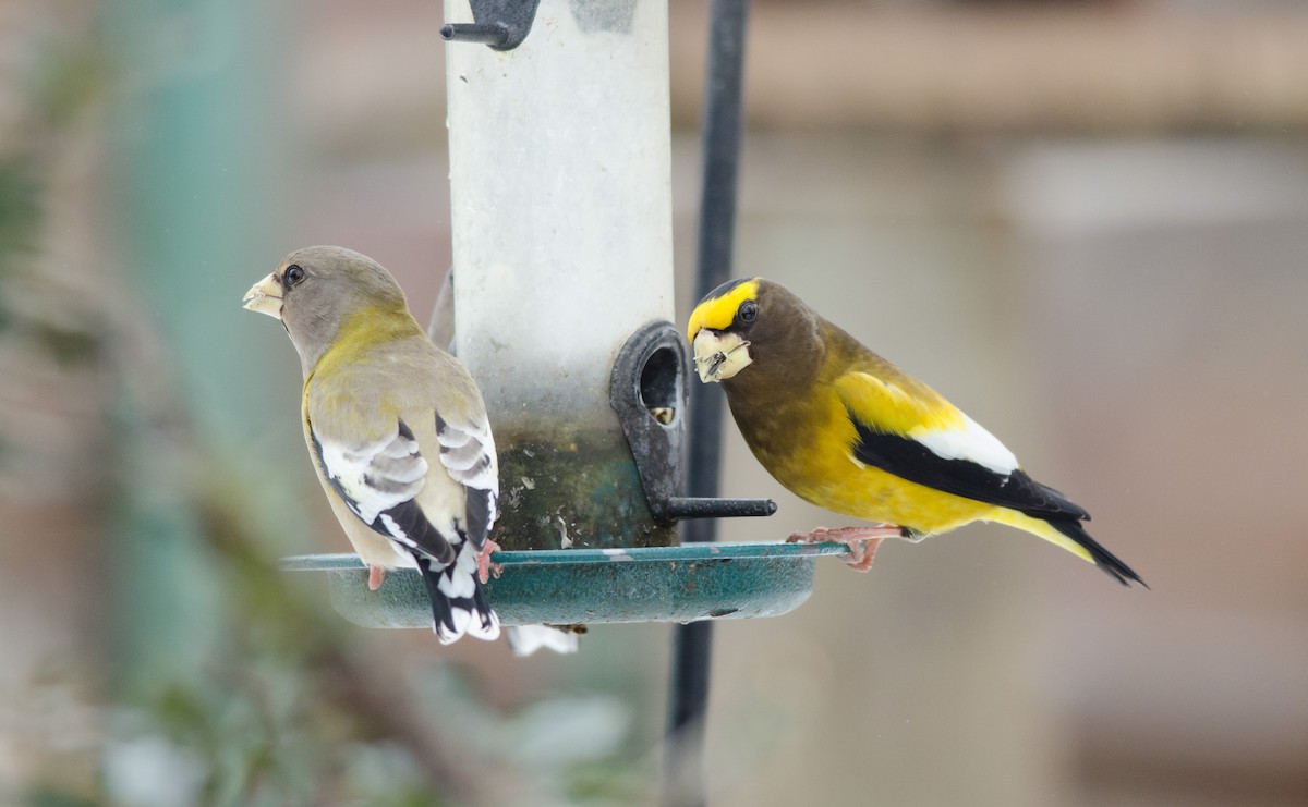 Evening Grosbeak - ML51372631