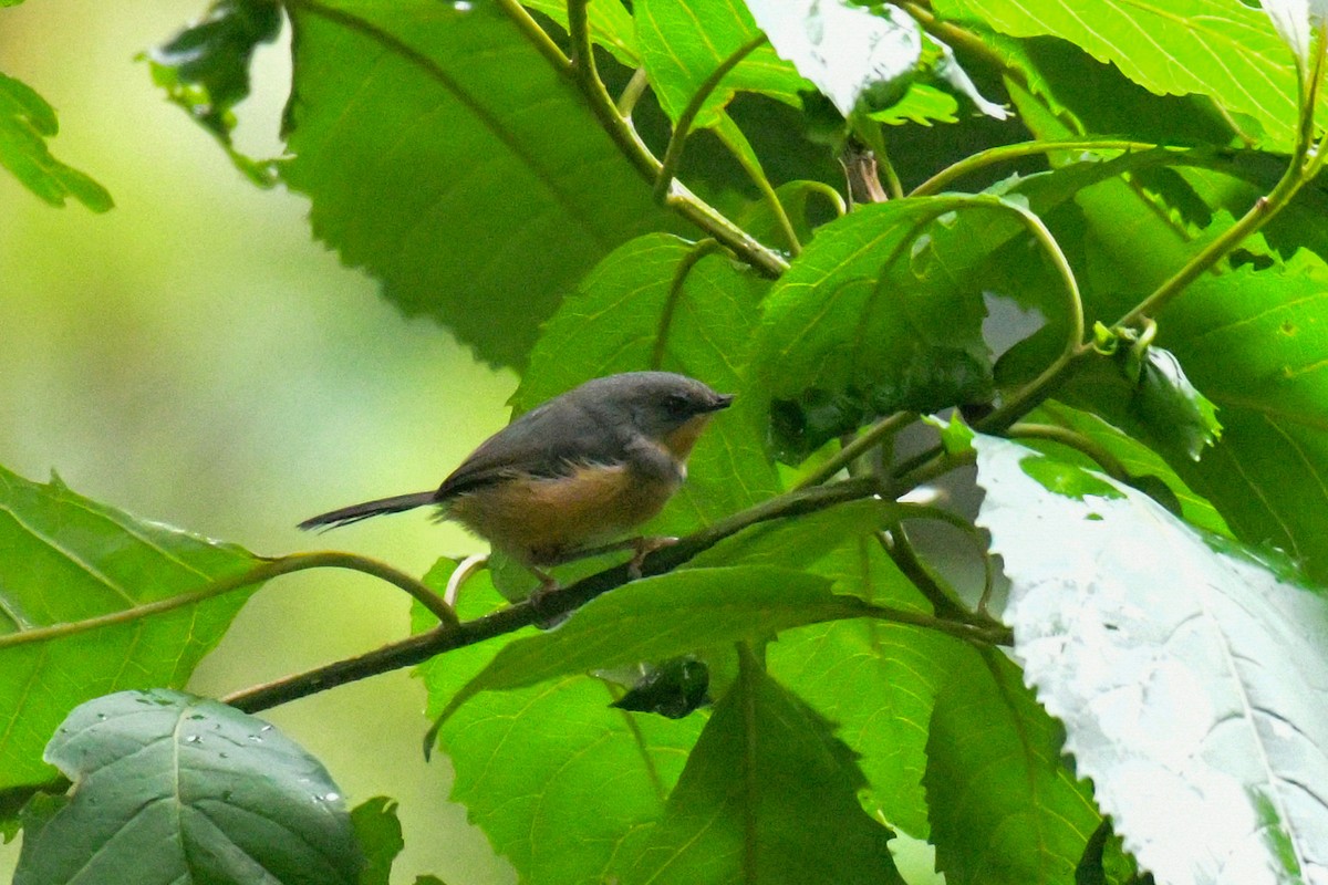 Rwenzori Apalis - ML513726361