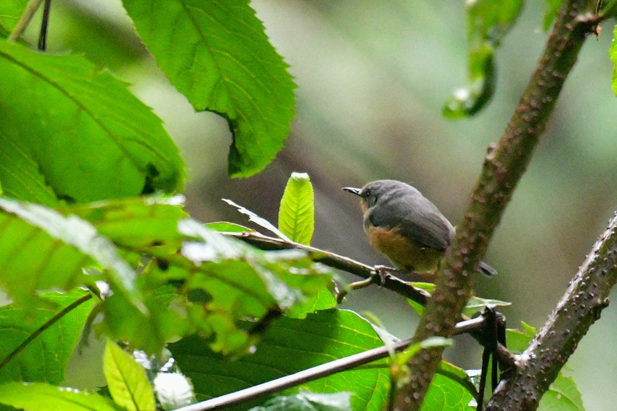 Rwenzori Apalis - ML513726371