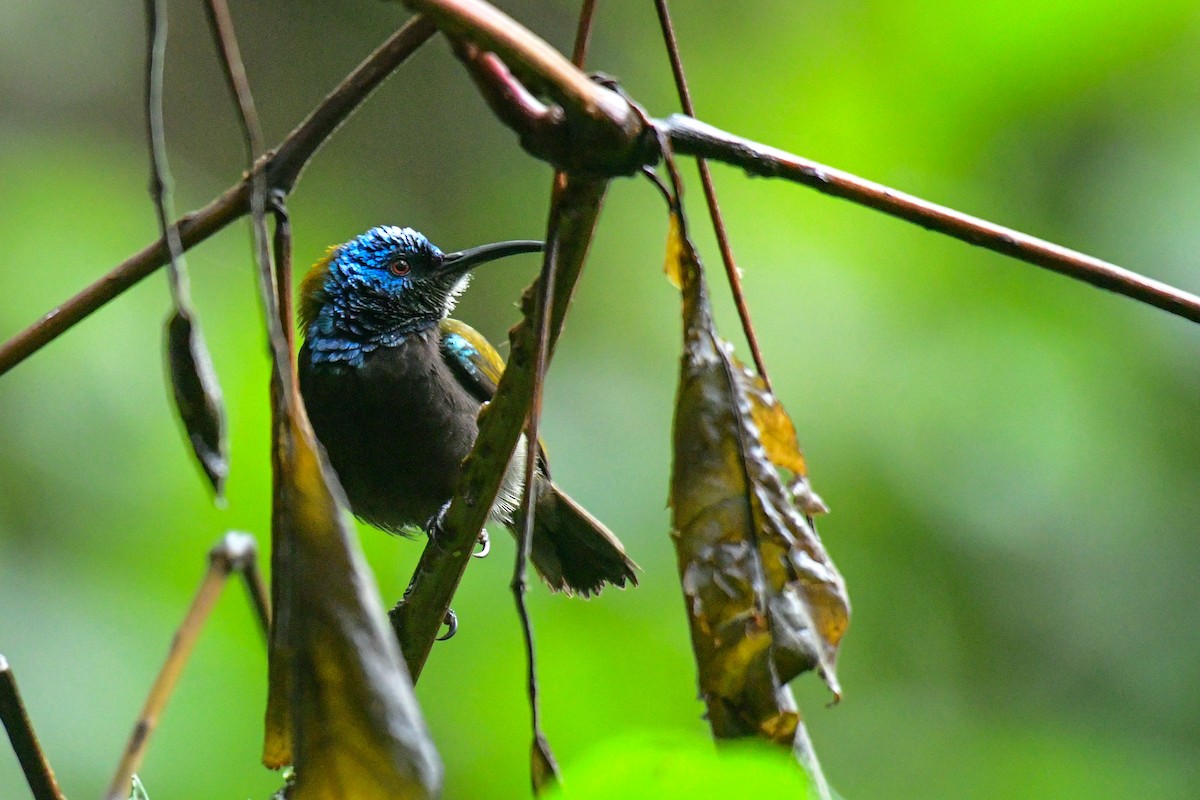 Blue-headed Sunbird - ML513726441