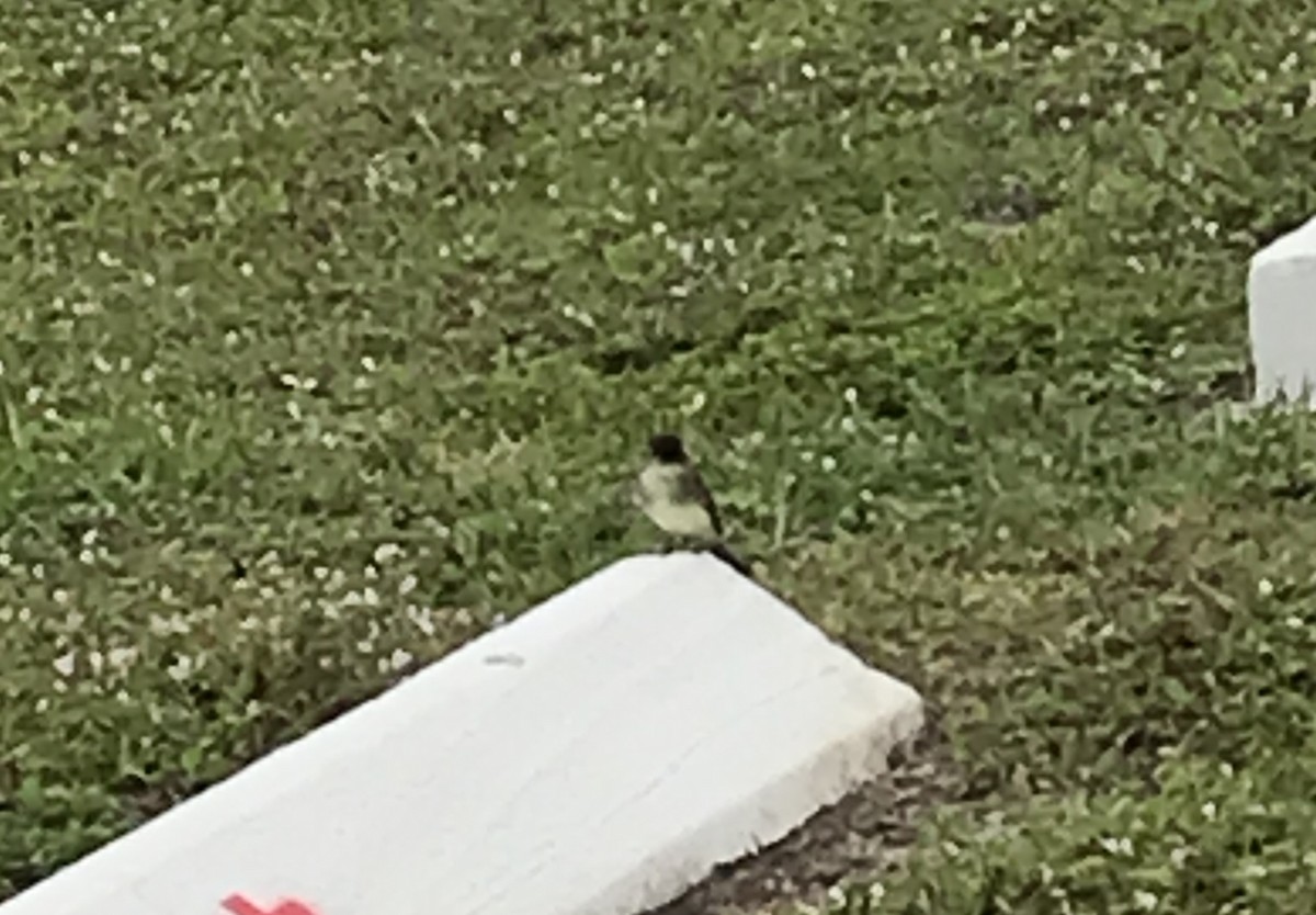 Eastern Phoebe - ML513726701