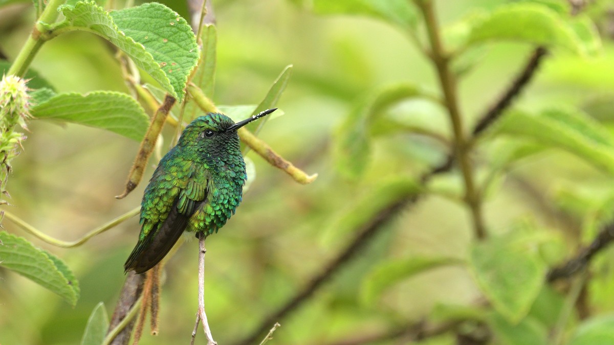 Narrow-tailed Emerald - Miguel Aguilar @birdnomad