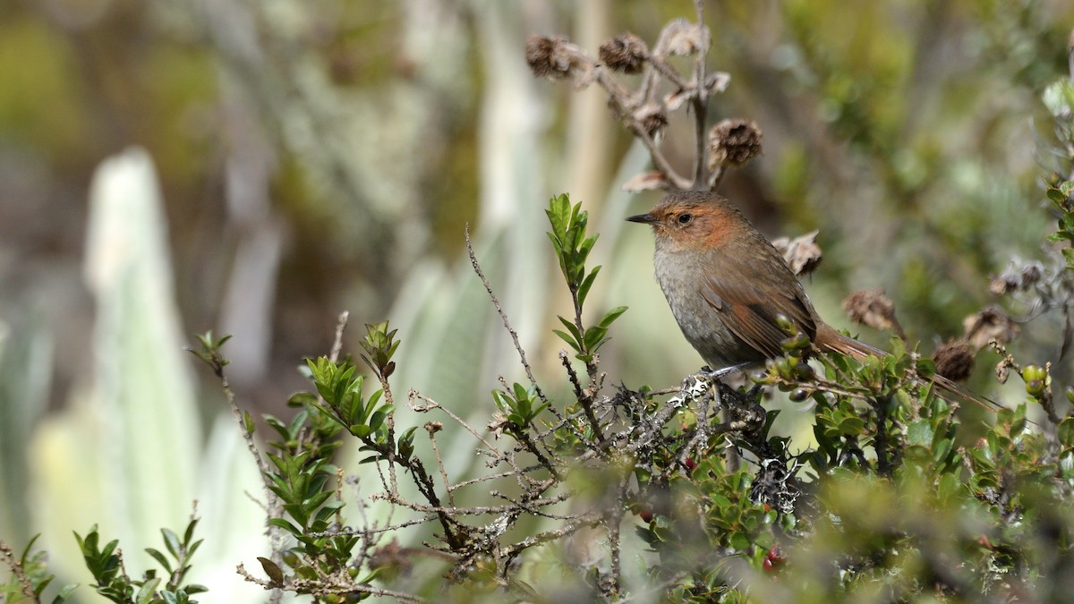 Ochre-browed Thistletail - ML513727481