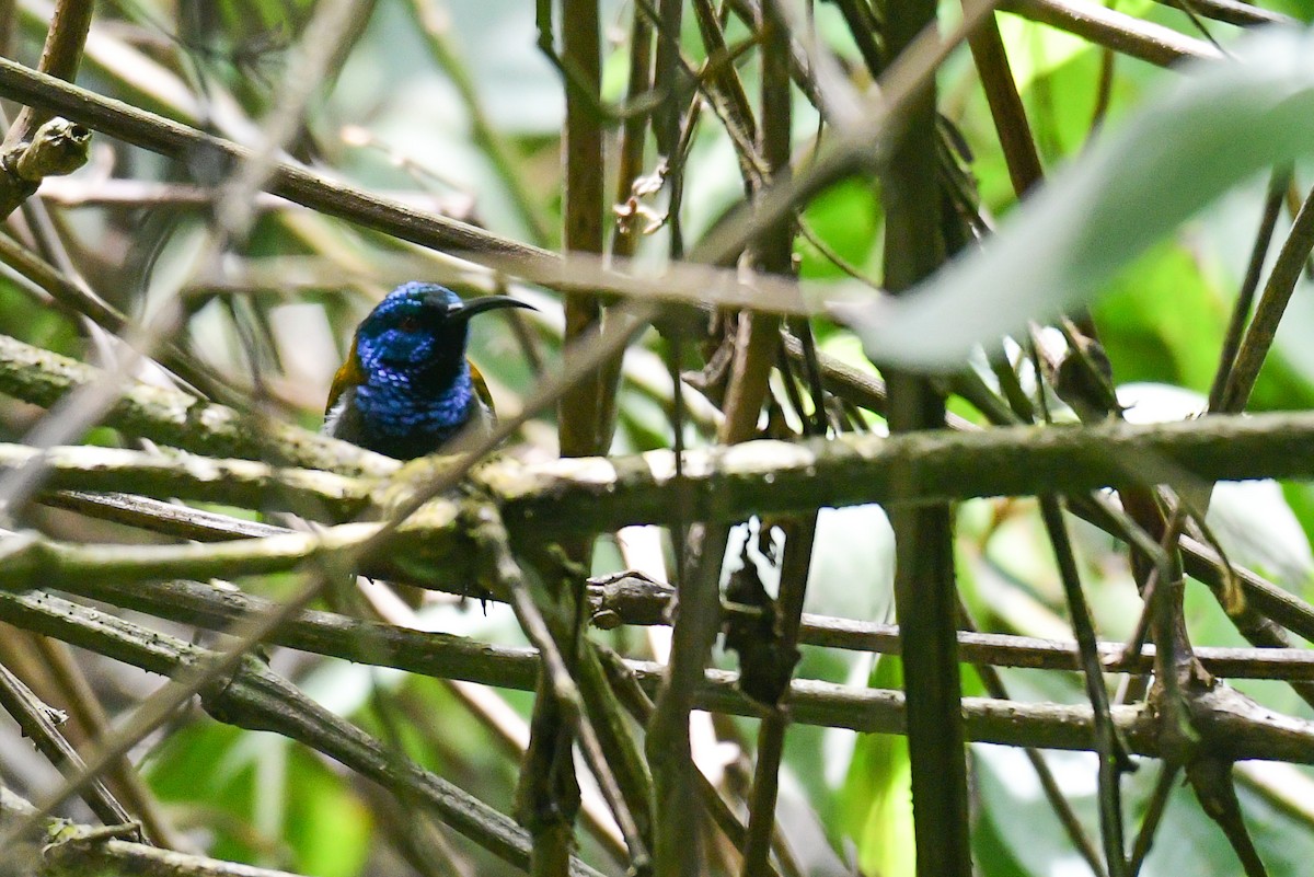 Blue-headed Sunbird - Raphaël Nussbaumer