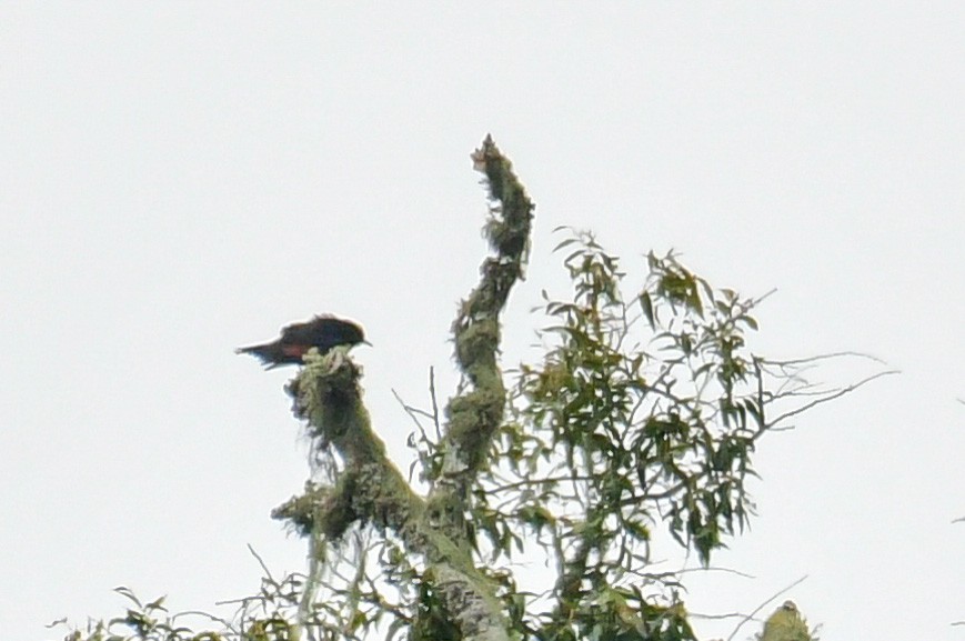 Slender-billed Starling - Raphaël Nussbaumer