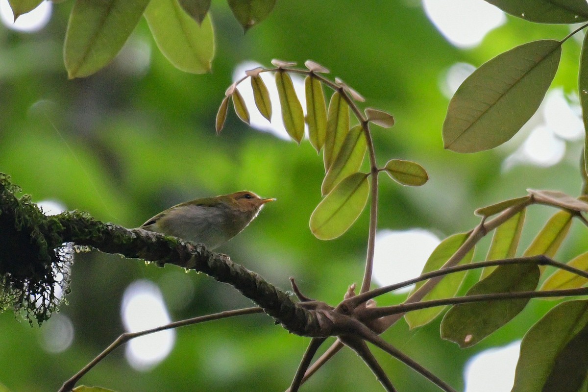 Red-faced Woodland-Warbler - Raphaël Nussbaumer