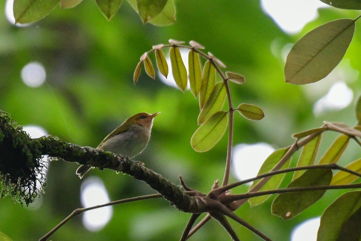 Red-faced Woodland-Warbler - Raphaël Nussbaumer