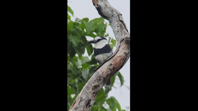 Weißnacken-Faulvogel - ML513731151