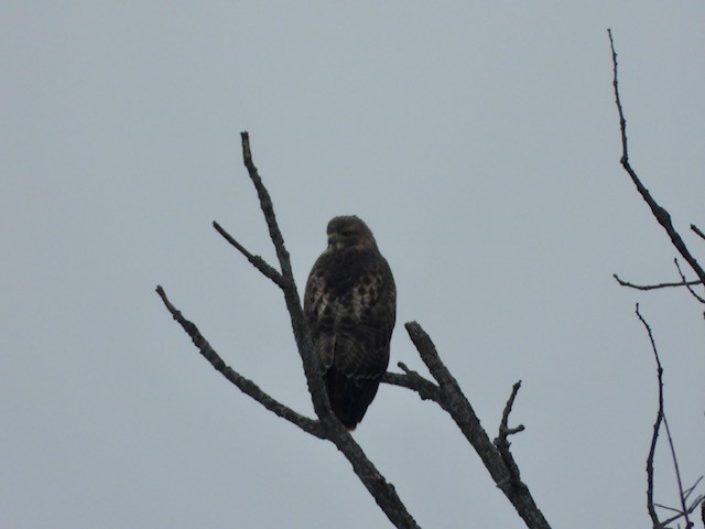 Red-tailed Hawk - ML513731251