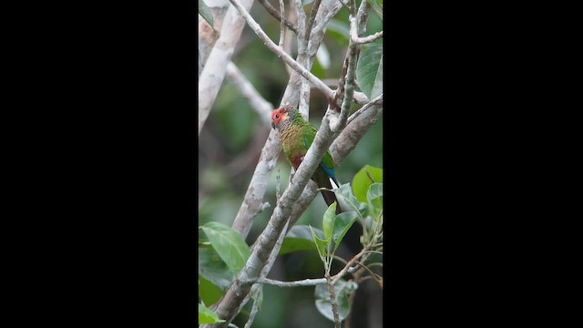 Rose-fronted Parakeet - ML513731721